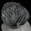 Large Enrolled Drotops Trilobite On Pedastal of Rock #27333-2